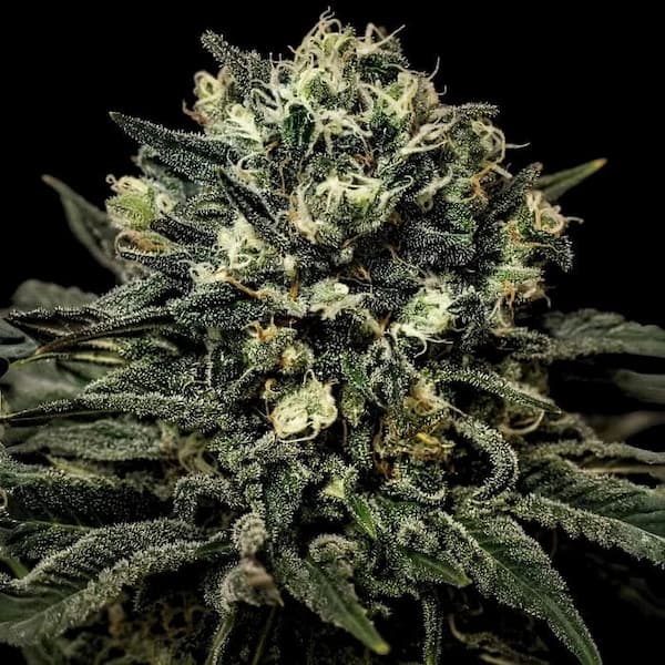 Muddy Waters > Empire Seeds | Feminized Cannabis   |  Indica